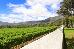 Fresh green vineyards on the farm Groot Constantia, in Cape Town, South Africa.