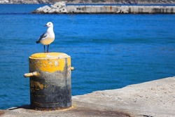 A single seagull sitting on the harbour at Hout Bay, South Africa.