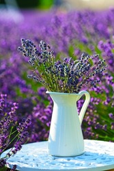 lavender flowers in white jar on the table in the middle of lavender field in sunny day