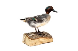 taxidermy of a green winged teal duck
