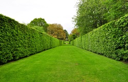 converging hedges in a park