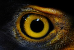  Serpent-Eagle close-up face.(Spilornis cheela)