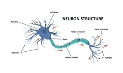 Structure of a motor neuron. Anatomy of the neuron of the brain