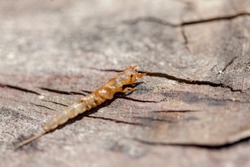 Ephemera danica larvae, close up