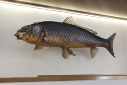 stuffed river fish in the museum, close up