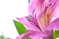 Alstroemeria. beauty pink Flower