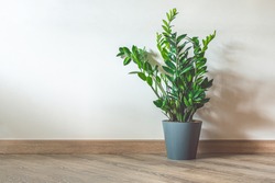 Home plant Zamioculcas, also known as Zanzibar gem in home interior with copy space
