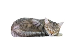 A Sleeping Cat Isolated on a White Background