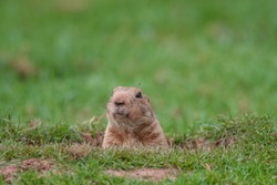 A Groundhog in a Hole Looking Curiously 