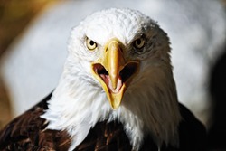 American Eagle / Bald Eagle