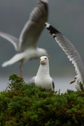 Detail of a sitting seagull with other seagulls in the background while flying. Birds looking for a prey.