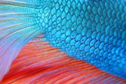 Close up of colorful siamese fighting fish with full background