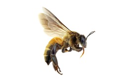 Golden honeybee or bee isolated on the white background