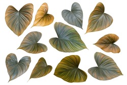 Set of Tropical 'Homalomena leaves, Homalomena Emerald Gem' isolated on white background, with clipping path