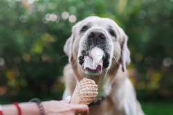 labrador retriever dog eats ice-cream in wafle horn from human arms