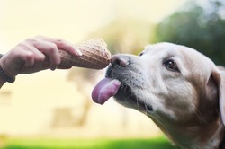 labrador retriever dog eats ice-cream in wafle horn from human arms