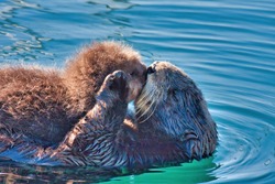 Otter - Free Stock Photo by Jon Estes on Stockvault.net