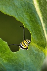Close-up view of a monarch catepillat voaciously eating a giant milkweed leaf.