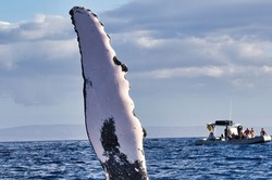 Close-up of a huge humpback whale waving its pectoral fin towards a packed whale watching raft on Maui.