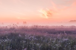 summer sunrise field of blooming pink meadow flowers