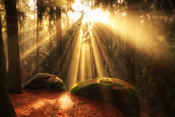 beautiful mystical forest and sunbeams, Czech Paradise