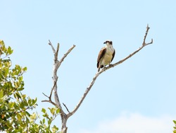 Osprey (Pandion haliaetus) perching on an old tree and in the background the moon, Honeymoon Island, Florida, USA