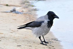 Hooded crow stands on the sandy bank of the spit of the Volga River.	