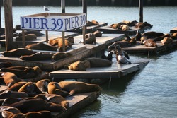 Sea Lions colony group at Pier 39 in Fisherman's Wharf district during sunset, San Francisco, California, USA. Travel destination concept