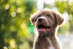 Portrait of happy adorable Brown labrador retriever puppy dog smile against natural sunset foliage bokeh background and copy space for text. Animal in spring park.