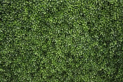 Green tree wall for closeup textured background pattern