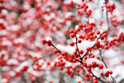 Hawthorn berries under snow