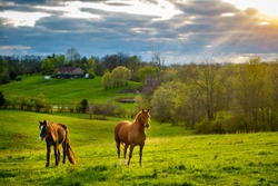 Beautiful chestnut horses on a farm in Central Kentucky at sunset