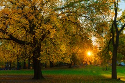 Central Park sunset fall autumn trees