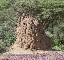 Termite mound in the Lake Manyara National Park - Tanzania, East Africa