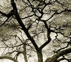 Detailed tree branches in Lake Manyara National Park - Tanzania, East Africa (stylized retro)