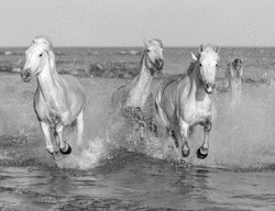 White Camargue Horses galloping along the beach in Parc Regional de Camargue - Provence, France (black and white)