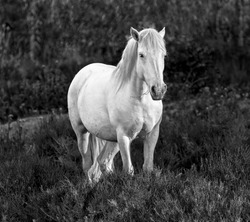 White Camargue Horse standing in the swamps nature reserve in Parc Regional de Camargue - Provence, France (black and white) 