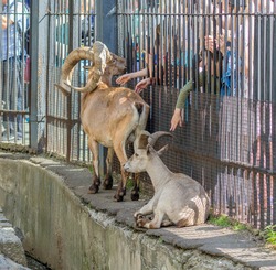 Mountain goats in the zoo communicate with people 