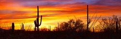 Panorama of Saguaro silhouetting  against red sky at sunset.