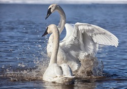 Trumpeter swans exhibiting courtship behavior.