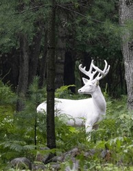 Trophy sized albino White-tailed deer buck in velvet.  Wooded area in northern Wisconsin
