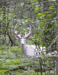 Trophy sized albino White-tailed deer buck in velvet.  Wooded area in northern Wisconsin