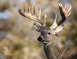 Large white-tailed deer buck; close up head and shoulders 