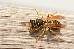Yellow Jacket Wasp Chews Wood into Pulp to Construct Nest