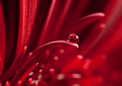 Beautiful water-drop on a red petal