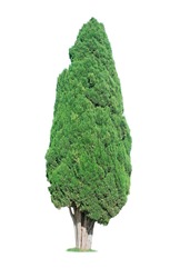 cypress tree isolated on white background