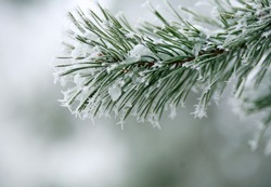 Frozen needles of pine tree branches in winter with patterns floes, background beauty in nature