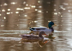 Wild duck mallard swims in the water surface with reflections at sunset, beauty in the wild life