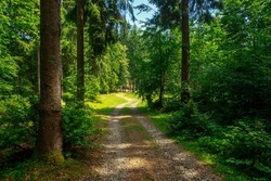 Walking path in a green forest park, beauty and freshness of nature, Ukraine, Carpathians