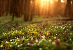 Flowering green forest on sunset , spring nature background